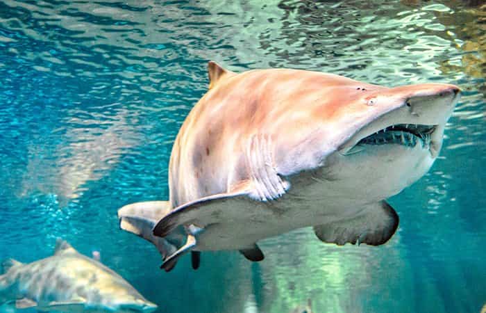 Acuario de Roquetas