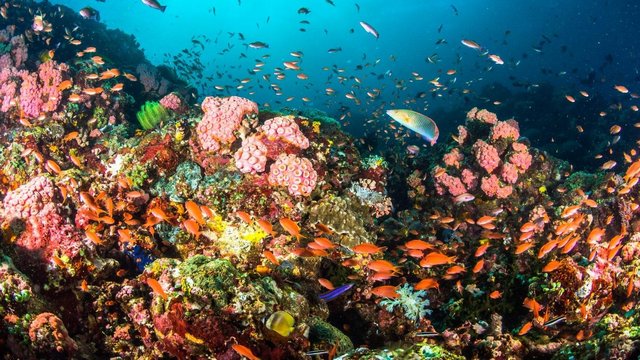 Buceo