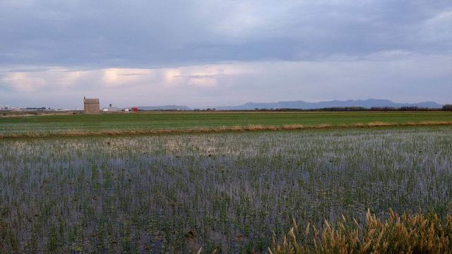 Campos de arroz