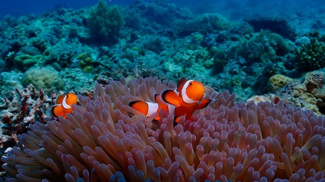 El Buceo en Malapascua