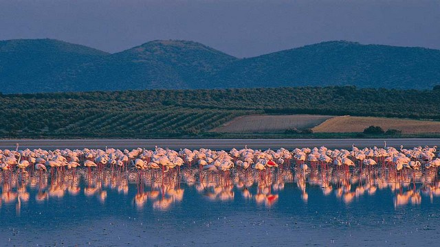 Laguna de fuente de Piedra