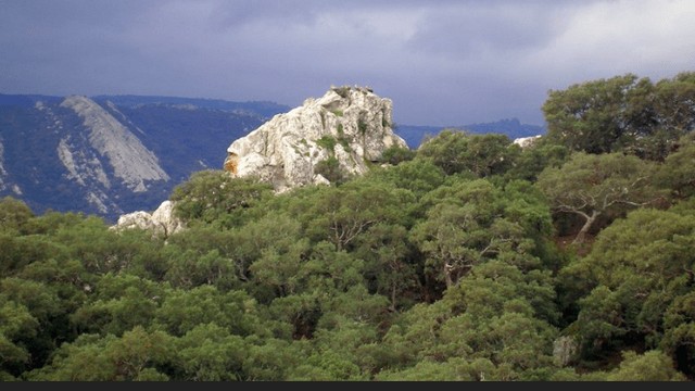 Parque Natural Los Alcornocales