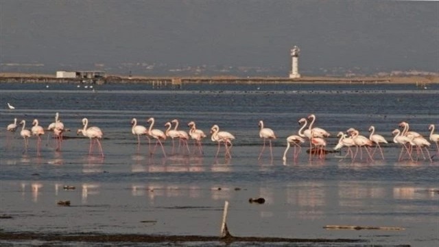 Parque Natural del Delta del Ebro