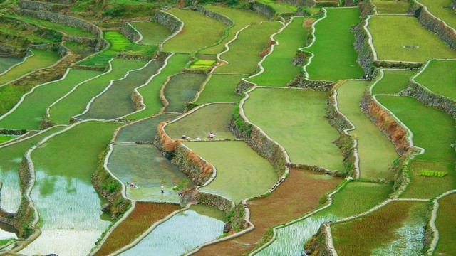 Terrazas arroz de Ifugao
