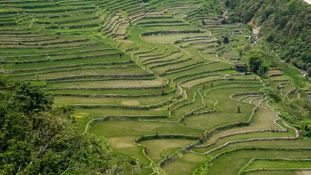 Terrazas de Arroz de Hungduan