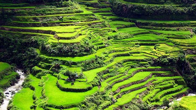 Terrazas de Arroz de Ifugao