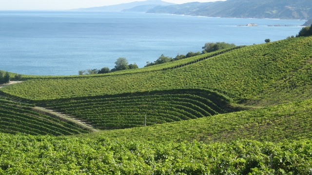 Txakoli