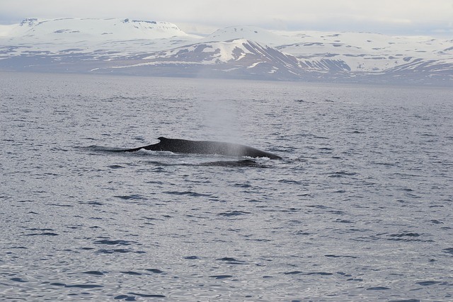 avistamiento de ballenas dónde ver en islandia