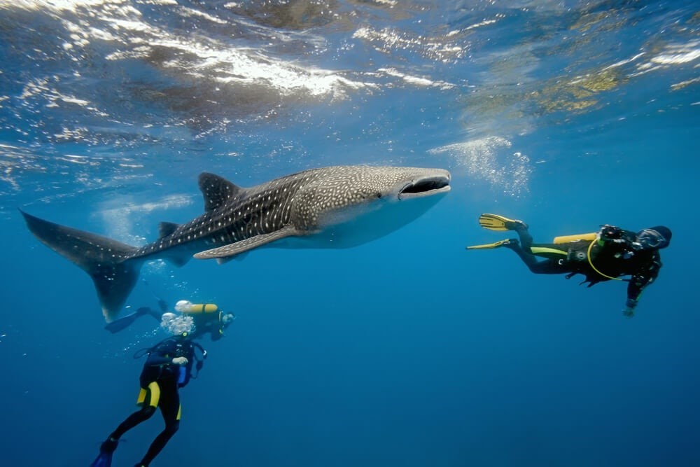Buceo en Maldivas