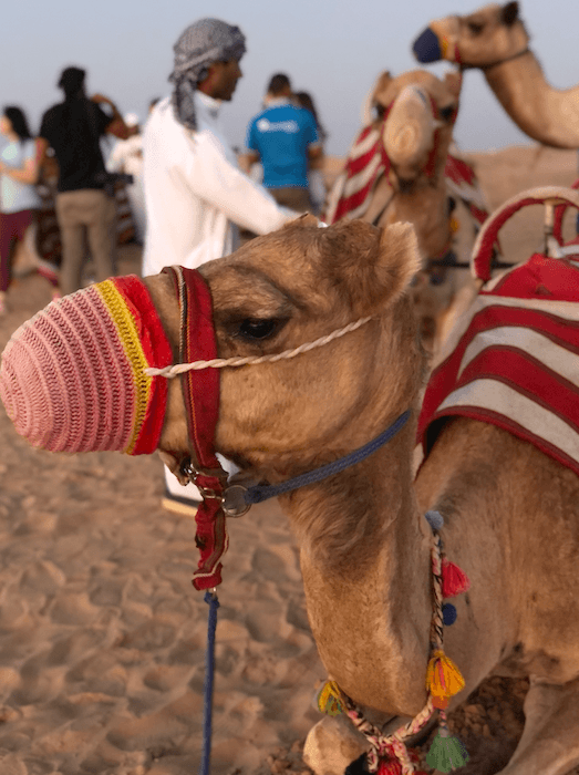 camello en el desierto de dubai