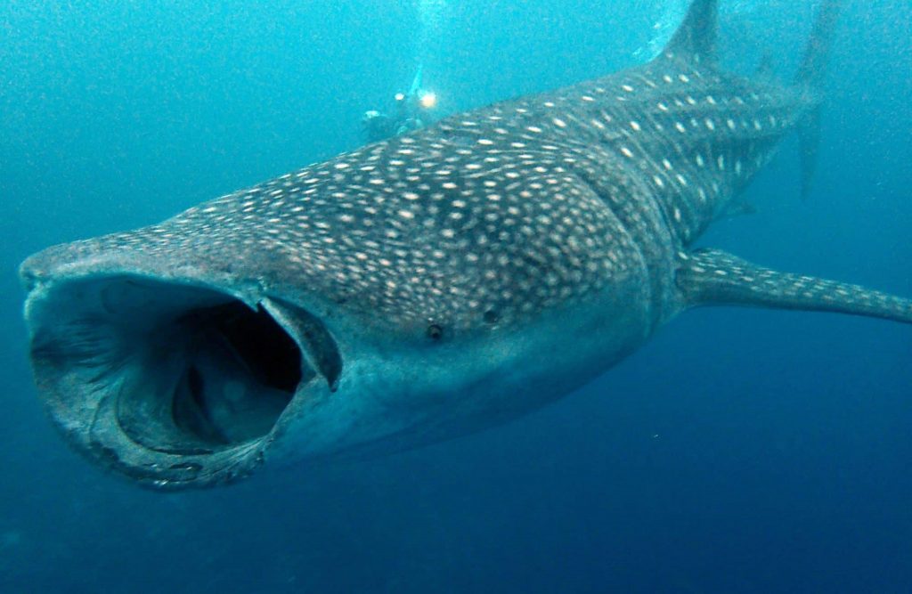 Tiburones en las Maldivas
