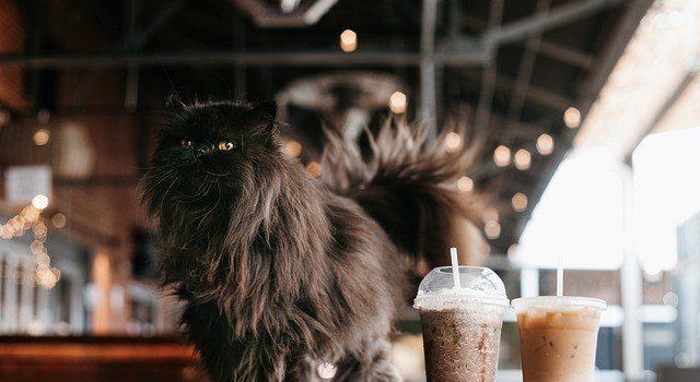 cafeterías con gatos en madrid