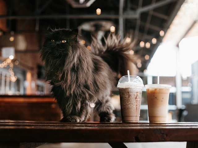 cafeterías con gatos en madrid