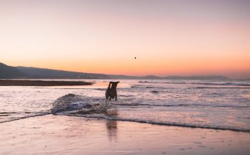 mejores-hoteles-pet-friendly-ibiza