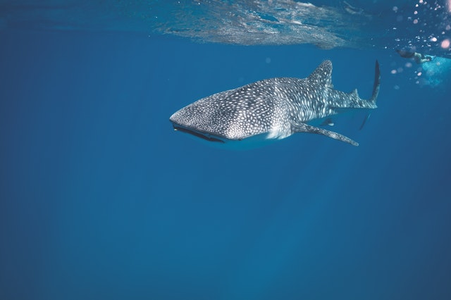 Tiburones ballena
