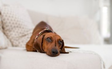 mejores-hoteles-pet-friendly-madrid