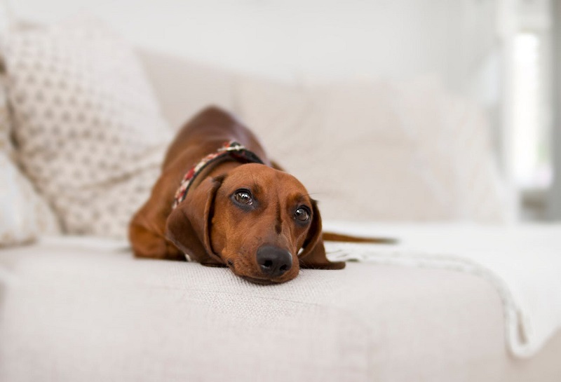 mejores-hoteles-pet-friendly-madrid