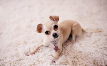 mejores-hoteles-pet-friendly-marbella