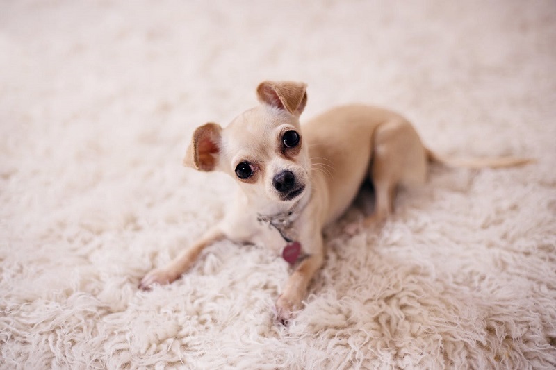 mejores-hoteles-pet-friendly-marbella
